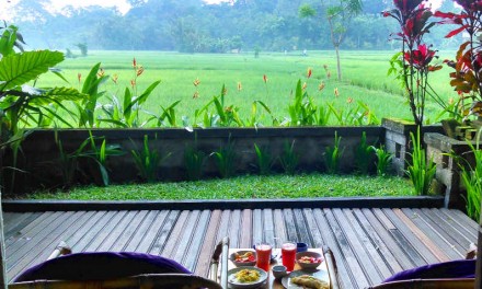 Waking Up In a Tegal Sari Rice Paddy in Bali