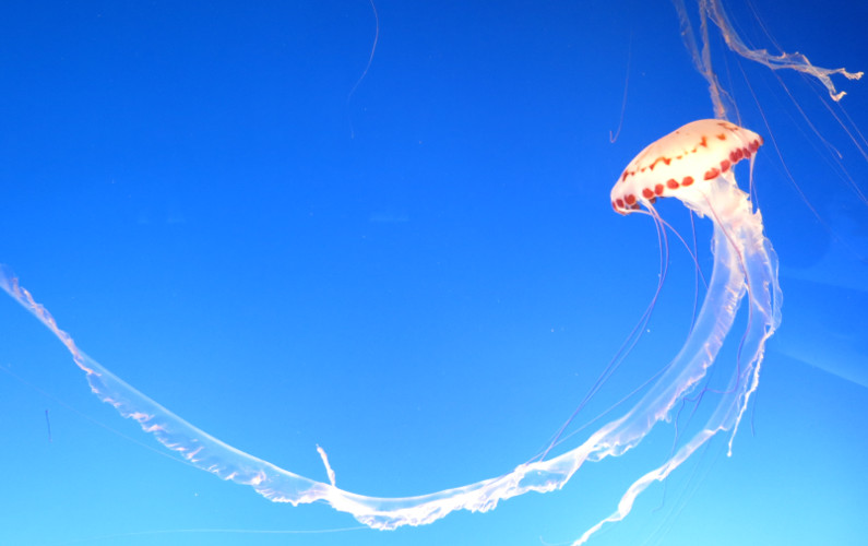 Long Tailed Jellyfish at Monterey Bay Aquarium