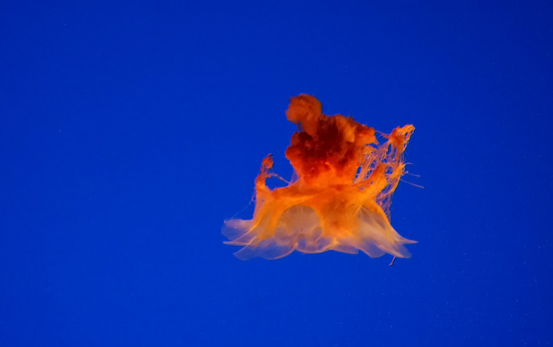 1 Red Orange Jellyfish at Monterey Bay Aquarium