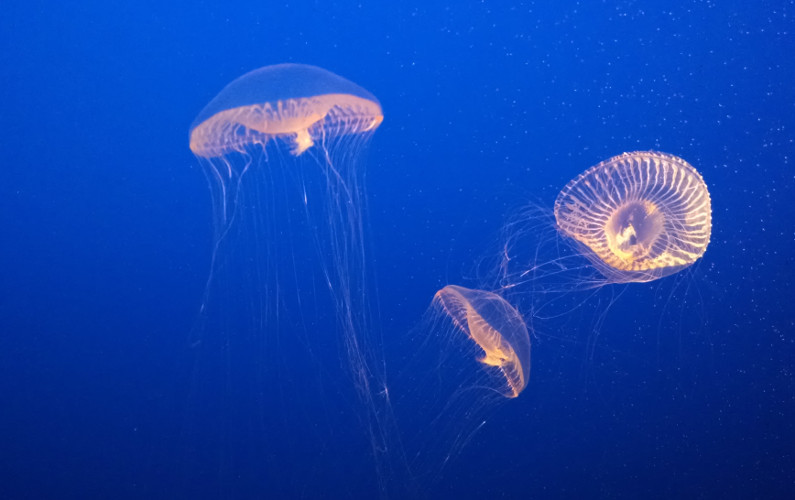 3 Jellyfish That Look Like They Are Glowing at Monterey Bay Aquarium