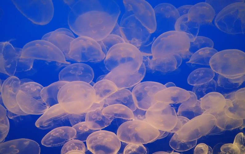 A Plethora of Jellyfish at Monterey Bay Aquarium