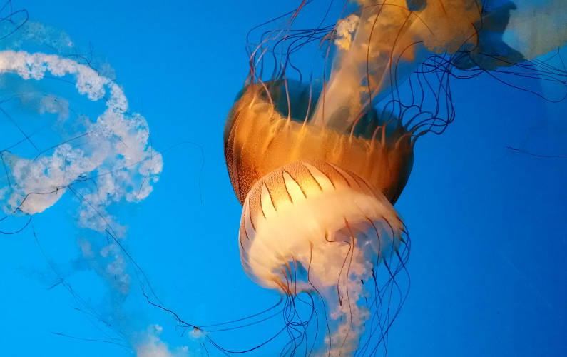 2 Large Jellyfish at Monterey Bay Aquarium
