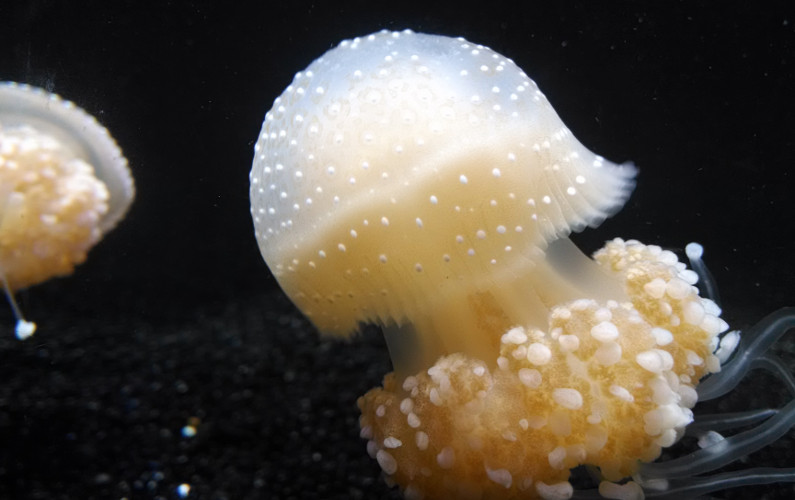 Close Up of Enoki Looking Jellyfish at Monterey Bay Aquarium