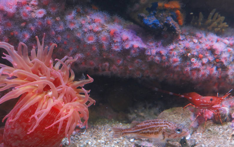 Jellyfish, Shrimp, and Fish at Monterey Bay Aquarium