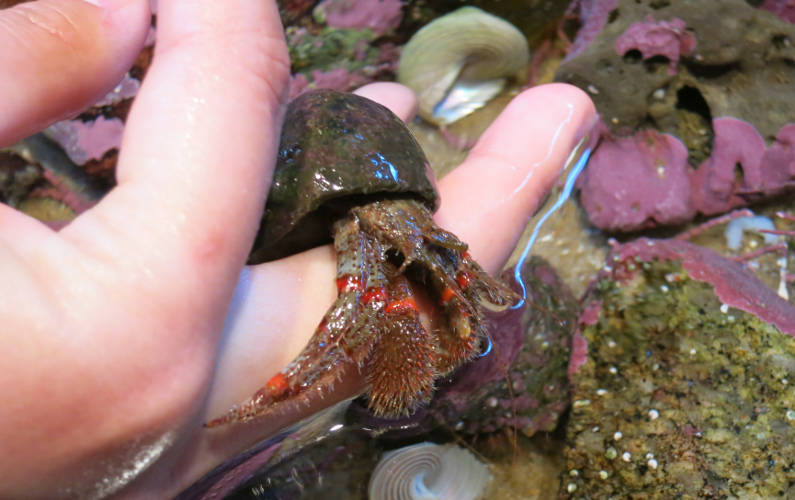 Nadia Holding a Little Hermit Crab at Monterey Bay Aquarium