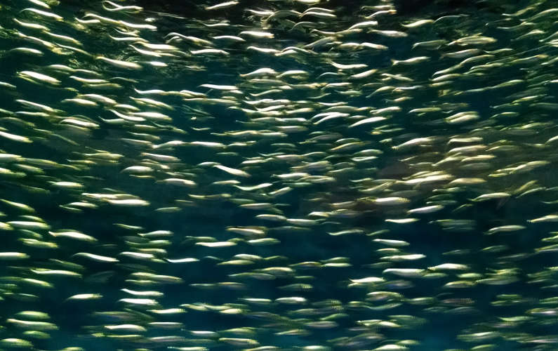 A School of Fish Swimming Against a Current on Display at Monterey Bay Aquarium