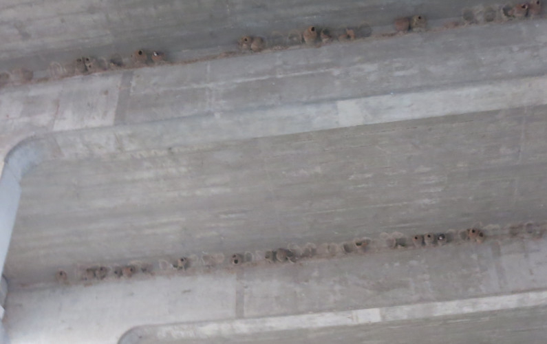 Bat Nests Under the Congress Avenue Bridge from the Lone Star Riverboat Tour