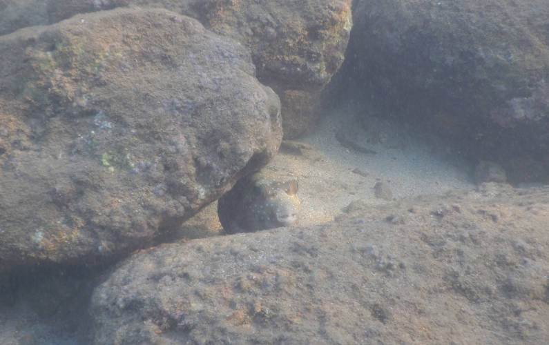 1 Fish Hiding Behind Rocks at Kauai's Lydgate State Park