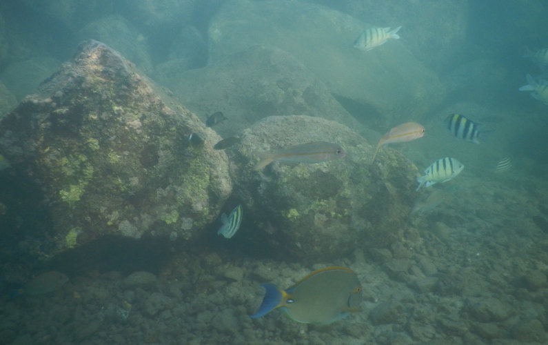 Fewer Multicolored Fish at Kauai's Lydgate State Park