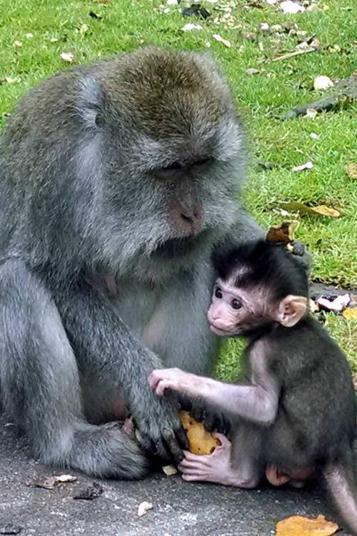 Baby Monkey Forest Bali 03