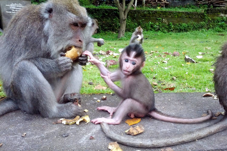 Balinese Baby Monkey Are SO CUTE!