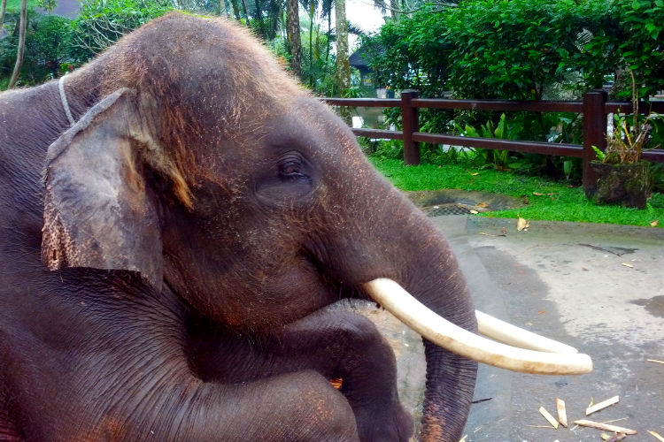 Hanging Out Mason Elephant Lodge Bali