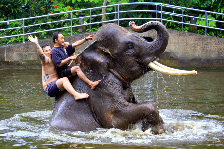 JM Bath Mason Elephant Lodge Bali 05