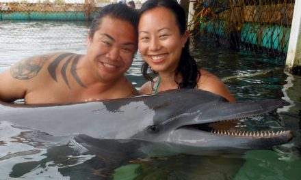 Swimming with Dolphins at Lodge Bali