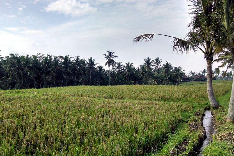 Rice Field Paon Cooking Bali