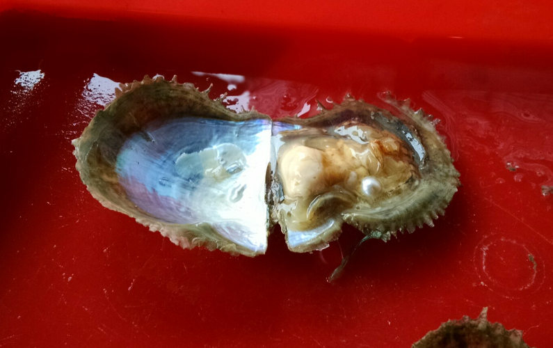 Opened Pearl Bearing Oyster at the End of the Indochina Junk Tour