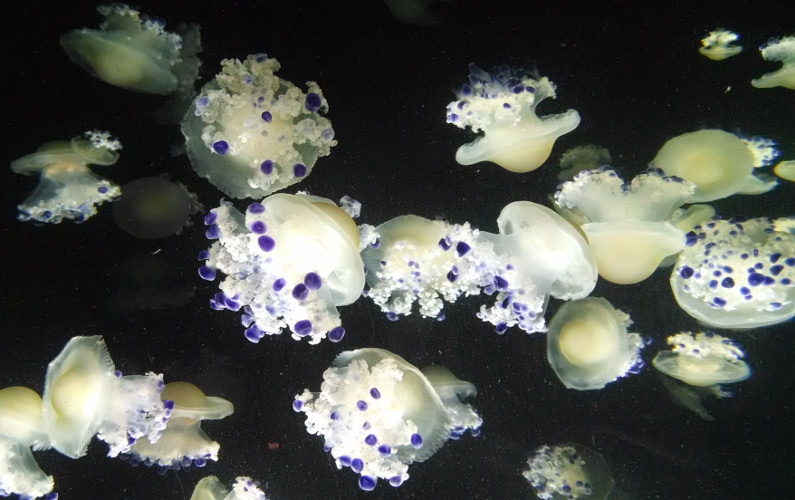 Small White Jellyfish with Purple Tipped Tentacles at the Vancouver Aquarium