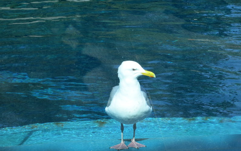 Visiting Seagull at the Baluga Tank at Vancouver Aquarium