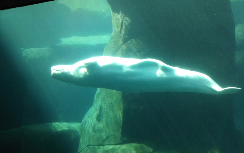 Baluga Swimming in the Tank at the Vancouver Aquarium