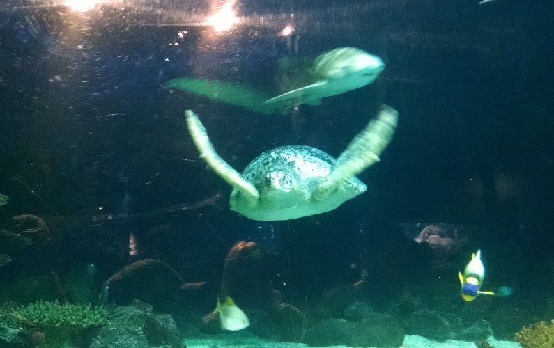 Sea Turtle, Shark and Other Fish in the Tank at the Vancouver Aquarium