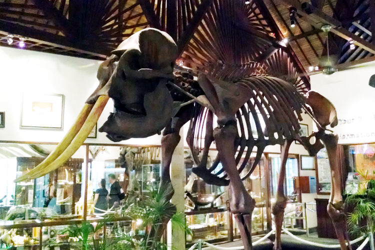 Skeleton Mason Elephant Lodge Bali