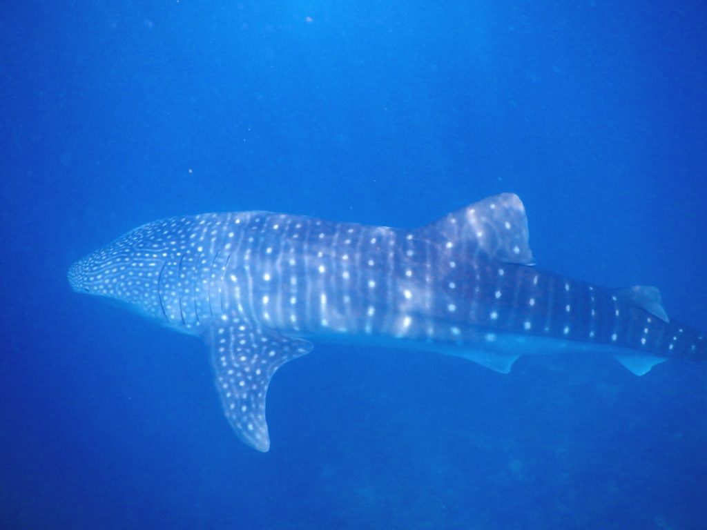 Lucky Whale Shark Sighting a Boat Ride Away From the Conrad Maldives