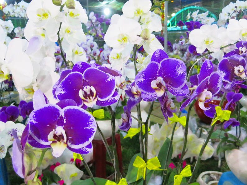 White and Purple Orchids at Binh Tay Market Saigon