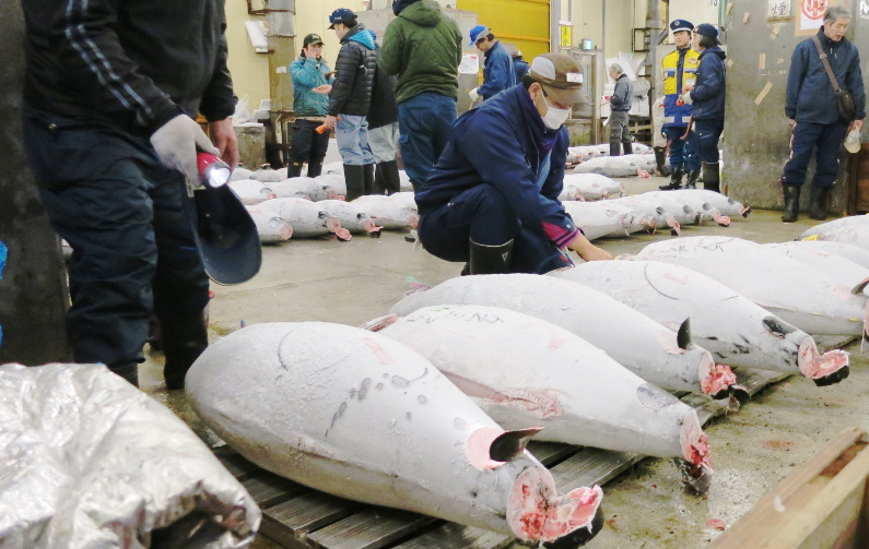 18 Tokyo Photos of the Old Tsukiji Market Tuna Auction