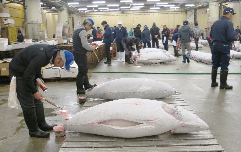 Vendor Inspecting Fish Tsukiji Market Tuna Auction Tokyo Japan 03