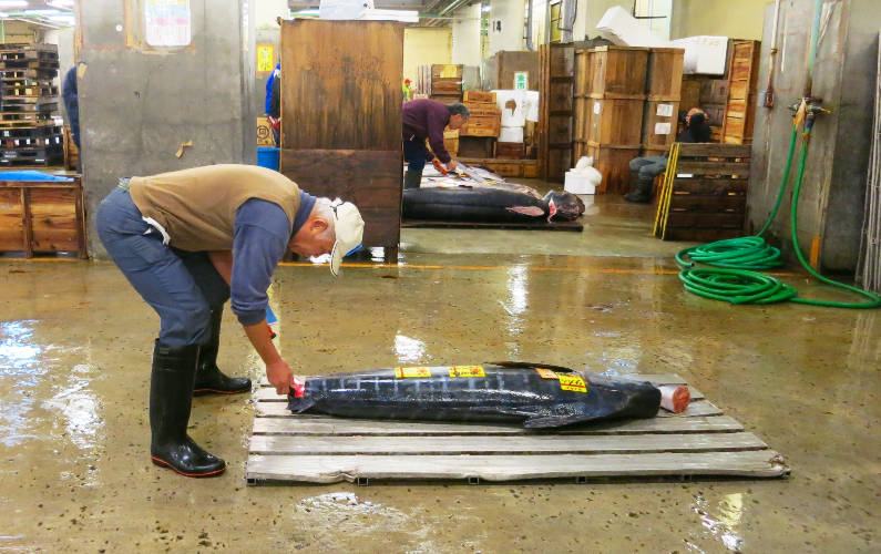 Vendor Inspecting Fish Tsukiji Market Tuna Auction Tokyo Japan